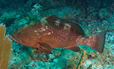 Black Grouper Swimming