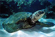 Glass Reef Turtle