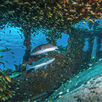 Two fish in a school of fish