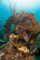 Ships Wheel Underwater with Fish
