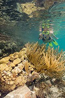 Snorkeling Woman with Fins over Coral